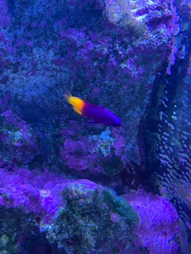 マクセル アクアパーク品川に投稿された画像（2021/8/31）