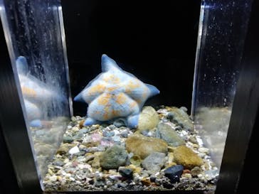 下田海中水族館に投稿された画像（2021/8/31）