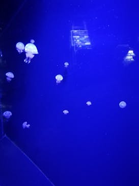 下田海中水族館に投稿された画像（2021/8/31）