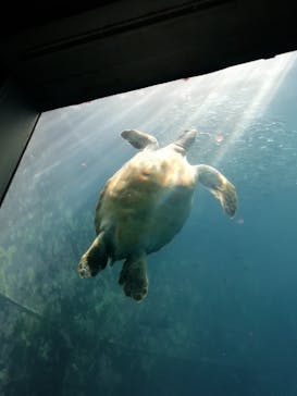 下田海中水族館に投稿された画像（2021/8/31）