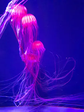 すみだ水族館に投稿された画像（2021/8/31）