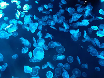 すみだ水族館に投稿された画像（2021/8/31）