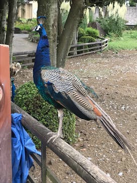 伊豆シャボテン動物公園に投稿された画像（2021/8/31）