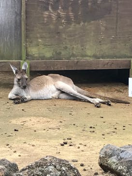 伊豆シャボテン動物公園に投稿された画像（2021/8/31）