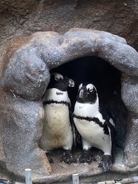 サンシャイン水族館に投稿された画像（2021/8/31）