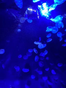 サンシャイン水族館に投稿された画像（2021/8/31）