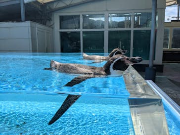 鳥羽水族館に投稿された画像（2021/8/31）