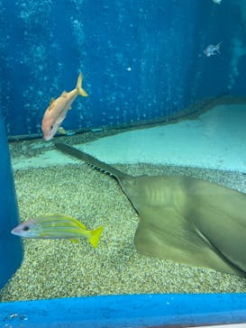 マクセル アクアパーク品川に投稿された画像（2021/8/31）