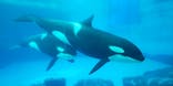名古屋港水族館に投稿された画像（2021/9/1）