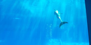 名古屋港水族館に投稿された画像（2021/8/31）