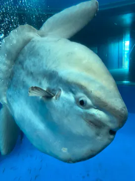 横浜・八景島シーパラダイスに投稿された画像（2021/9/1）