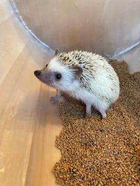 カワウソカフェHARRY原宿テラス店に投稿された画像（2021/9/1）