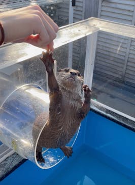 カワウソカフェHARRY原宿テラス店に投稿された画像（2021/9/1）