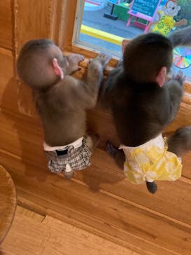 おさるランド＆アニタウン　日光さる軍団劇場に投稿された画像（2021/9/1）