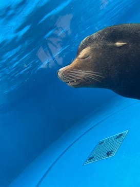 サンシャイン水族館に投稿された画像（2021/9/1）