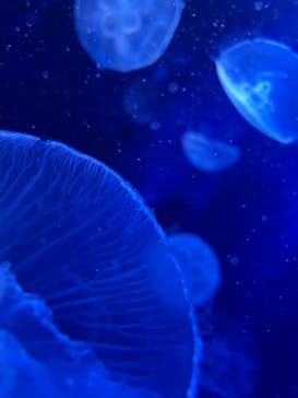 サンシャイン水族館に投稿された画像（2021/9/1）