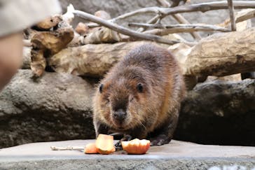 神戸どうぶつ王国に投稿された画像（2021/9/1）