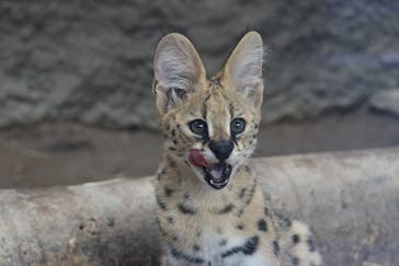 神戸どうぶつ王国に投稿された画像（2021/9/1）