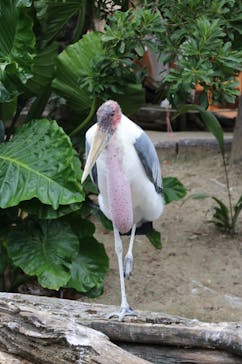 神戸どうぶつ王国に投稿された画像（2021/9/1）