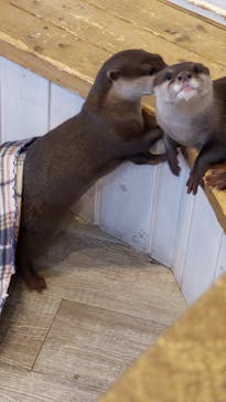 カワウソカフェHARRY原宿テラス店に投稿された画像（2021/9/1）