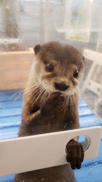 カワウソカフェHARRY原宿テラス店に投稿された画像（2021/9/1）