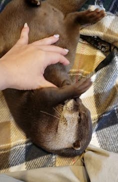 カワウソカフェHARRY原宿テラス店に投稿された画像（2021/9/1）