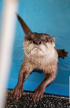 カワウソカフェHARRY原宿テラス店に投稿された画像（2021/9/1）