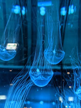 名古屋港水族館に投稿された画像（2021/9/1）