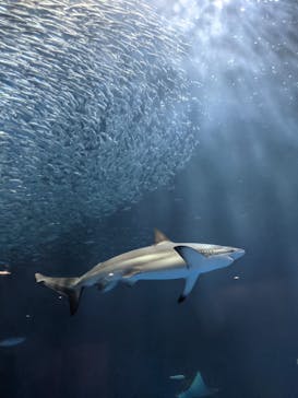 名古屋港水族館に投稿された画像（2021/9/1）