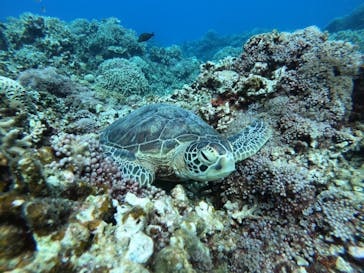 マリンクラブ ベリー 那覇店に投稿された画像（2021/9/1）