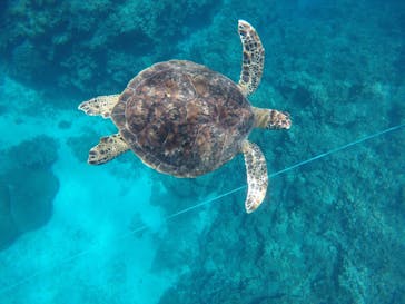 マリンクラブ ベリー 那覇店に投稿された画像（2021/9/1）