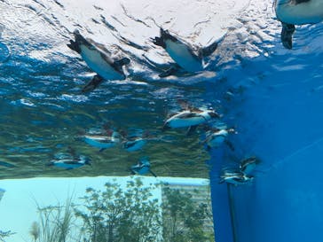 サンシャイン水族館に投稿された画像（2021/9/1）
