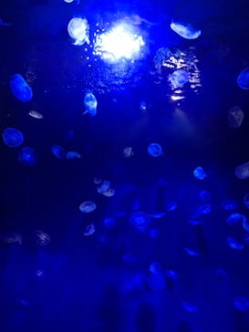 サンシャイン水族館に投稿された画像（2021/9/1）