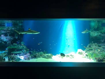 マクセル アクアパーク品川に投稿された画像（2021/9/1）