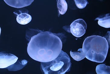 サンシャイン水族館に投稿された画像（2021/9/2）