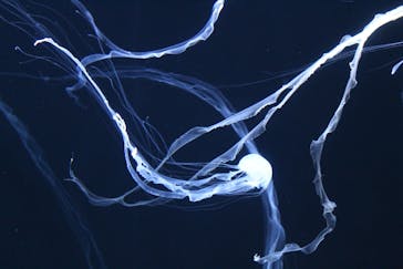 サンシャイン水族館に投稿された画像（2021/9/2）