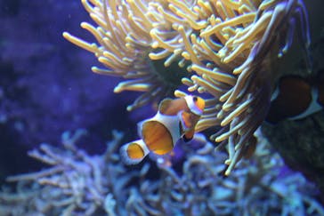 サンシャイン水族館に投稿された画像（2021/9/2）