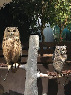 Moff animal world MARK IS みなとみらい店に投稿された画像（2021/9/2）