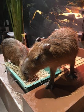 Moff animal world MARK IS みなとみらい店に投稿された画像（2021/9/2）