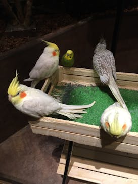 Moff animal world MARK IS みなとみらい店に投稿された画像（2021/9/2）