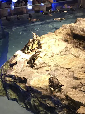 すみだ水族館に投稿された画像（2021/8/24）