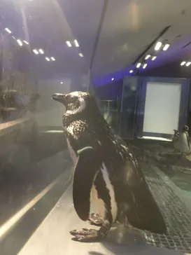 すみだ水族館に投稿された画像（2021/8/24）