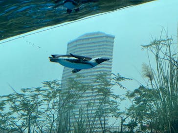 サンシャイン水族館に投稿された画像（2021/9/3）