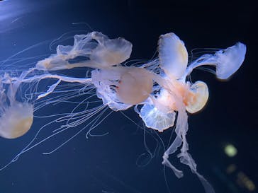 サンシャイン水族館に投稿された画像（2021/9/3）