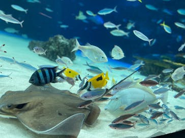 サンシャイン水族館に投稿された画像（2021/9/3）