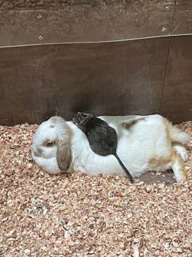 Moff animal world MARK IS みなとみらい店に投稿された画像（2021/9/3）