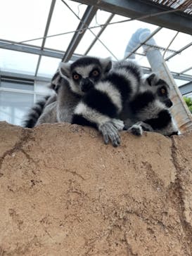 神戸どうぶつ王国に投稿された画像（2021/9/3）