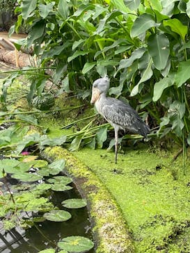 神戸どうぶつ王国に投稿された画像（2021/9/3）