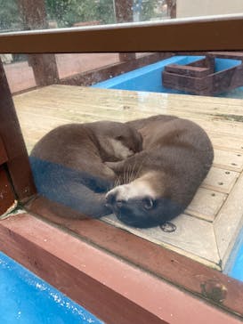 ゼロ距離水族館 伊勢シーパラダイスに投稿された画像（2021/9/3）