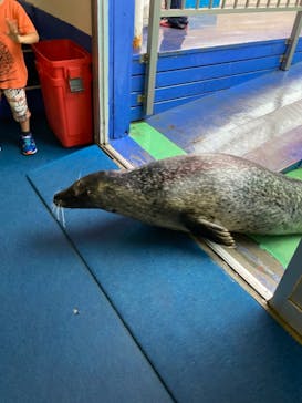 ゼロ距離水族館 伊勢シーパラダイスに投稿された画像（2021/9/3）